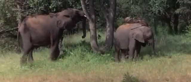 African Animals Getting Drunk Off Ripe Marula Fruit 
by YouTuber: WorldstarVEVO